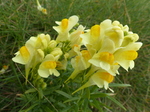 FZ020776 Flowers.jpg